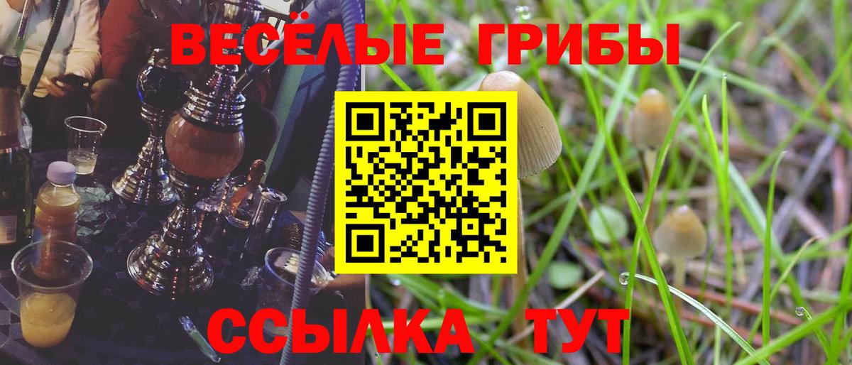 Псилоцибиновые грибы Psilocybe Дивногорск